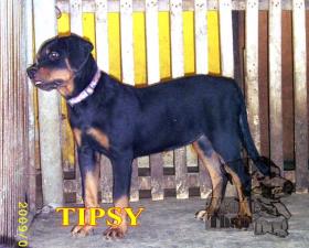 ขาย TIPSY litter-T