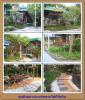ขาย จัดสวน   