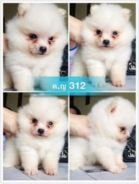 ขาย DeawDeawPomPomeranian -