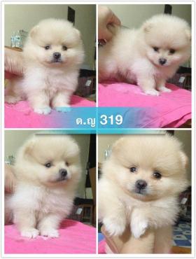 ขาย pom pom -