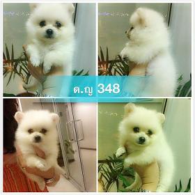 ขาย pom pom -