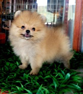 ขายน้องปอมไซด์เล็ก เพศเมีย วัคซีน1เข็ม ราคา 13,000฿พร้อมใบเพ็ดดีกรี ส่งฟรีค่ะ   น้องปอมเพศเมีย ไซด์เล็ก สีส้ม อายุ 2 เดือน แข็งแรง ขนแน่น กินเก่ง ร่าเริง วัคซีน 1 เข็ม  ตัวเล็ก ขี้เล่น ราคา 13,000 บาท พร้อมใบเพ็ดดีกรีจร้า