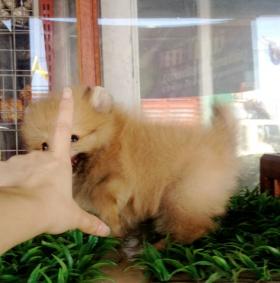ขายน้องปอมไซด์เล็ก เพศเมีย วัคซีน1เข็ม ราคา 13,000฿พร้อมใบเพ็ดดีกรี