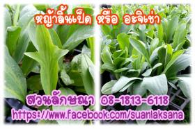 จำหน่าย หญ้าลิ้นเป็ด หรือ อะจิเช่า