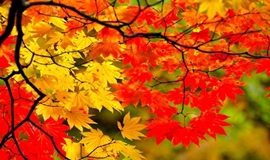 ทัวร์เกาหลี ใบไม้เปลี่ยนสี