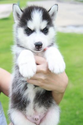 ขาย Siberian Husky Puppies