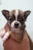 Chihuahua ขนยาว