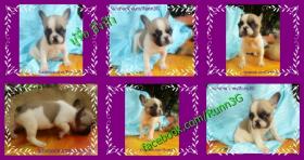 ขาย ลูกFrenchBulldog หลานไทยแชมป์