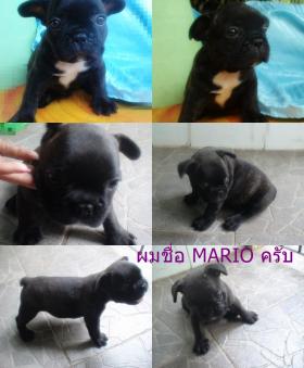 ขายลูก FrenchBulldog เพศผู้ลายเสือ หลานไทยแชมป์