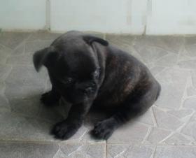 ขาย FrenchBulldog ลายเสือเพศผู้