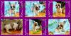 FrenchBulldog สีขาว-น้ำตาลเพศเมีย