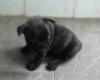 FrenchBulldog ลายเสือเพศผู้