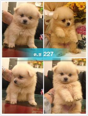 ขาย pom pom -