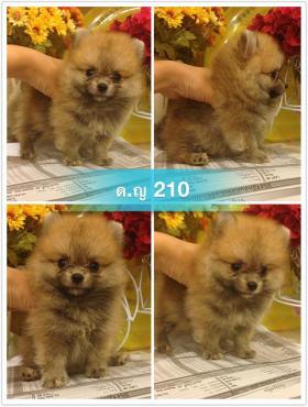 ขาย pom pom -