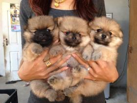 ขาย pom pom -