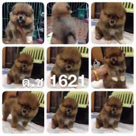 ขาย DeawDeawPomPomeranian -