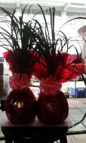 ต้นชุงเฉ้า 1 คู่ ราคา 700 บาท