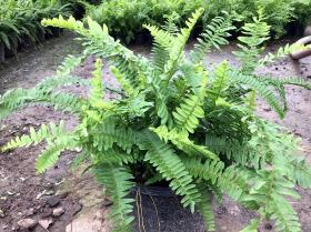 เฟิร์นใบมะขาม