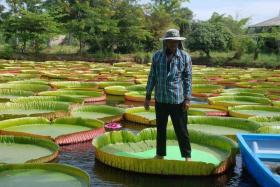 เมล็ดพันธุ์บัววิกตอเรีย