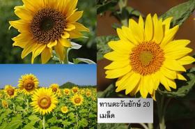 เมล็ดพันธุ์ดอกทานตะวันยักษ์