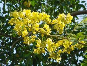 เมล็ดพันธุ์ขี้เหล็กหวาน รสชาติมันๆ 