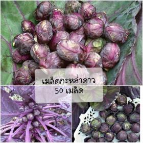 เมล็ดพันธุ์กะหล่ำดาวม่วง