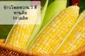 เมล็ดพันธุ์ข้าวโพดทานดิบ