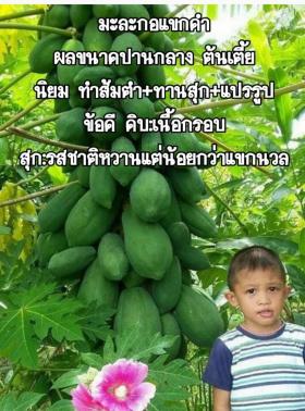 เมล็ดพันธุ์มะละกอแขกดำ