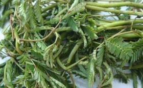 เมล็ดพันธุ์ผักกระเฉด หวาน กรอบ ต้นใหญ่
