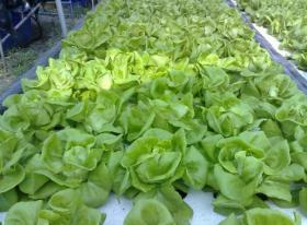 เมล็ดผักกาดหอมบัตเตอร์เฮด (Butterhead Lettuce)