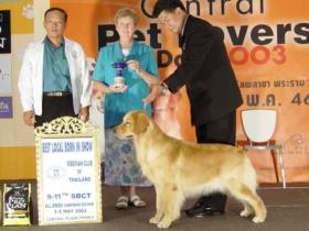 พ่อพันธุ์ลาบราดอร์รีทรีฟเวอร์ และโกลเด้นท์รับผสม