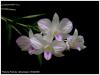 จำหน่ายไม้ขวด กล้วยไม้ Den.striaenopsis