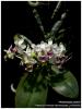 จำหน่ายไม้ขวด Phal.parishii พันธุ์แท้