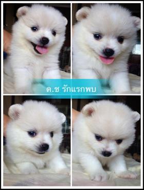 ปอมมาใหม่อีกแล้วคอกวันที13.3.56