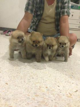 ขาย pom pom -