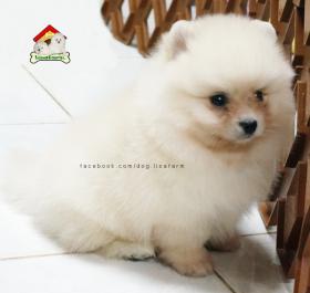 (ช)น้องPresley ปอมฯครีม [ขายแล้ว]