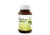 Ginkgo