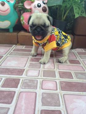 ขาย PUG -