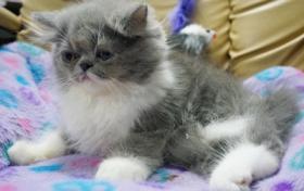 (ญ)ลูกแมวเปอร์เซีย หน้าบี้ อายุ 3เดือน