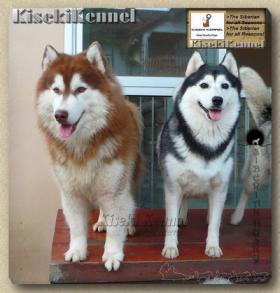 ขาย Siberian Husky Puppies - March\'11