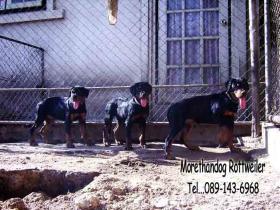 ขาย Litter-X3month -
