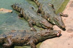 ขาย Samphran Crocodile and Elephant Show Samphran Crocodile Half Day Tour