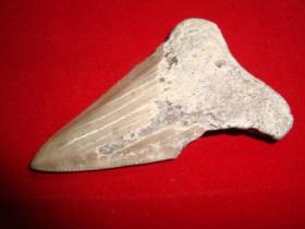 ฟอสซิลฟันฉลามเมกาโลดอน (megalodon)