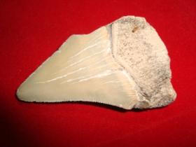 ฟอสซิลฟันฉลามเมกาโลดอน (megalodon)