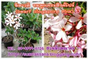 จำหน่ายลีลาวดีชมพูแคระสิงค์โปร์ (Dwarf Singapore Pink)