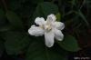 ขาย Cape jasmine -