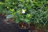 Cape jasmine -