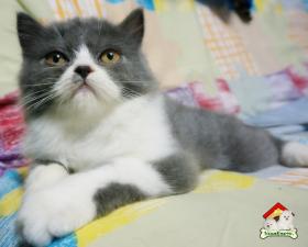 Lisafarm -[ขายแล้ว]น้องแมวเปอร์เซีย กำลังซน รับประกันสุขภาพ เพศผู้และเมีย