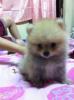 DeawDeawPomPomeranian -