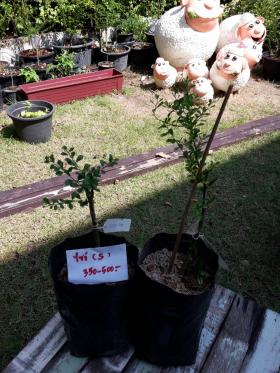 ขาย Finger Lime Size S - ต้นมะนาวนิ้วเสียบยอด size S หลายพันธุ์